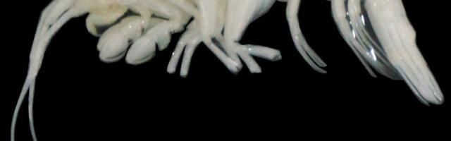 Killer Ghost Shrimp: Scientists Discover a New Predator Lurking in the Atacama Trench