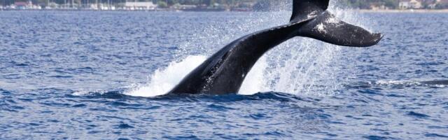 Whale alert: Someone dumped $1.29 billion of BlackRock's bitcoin ETF in a dark pool trade
