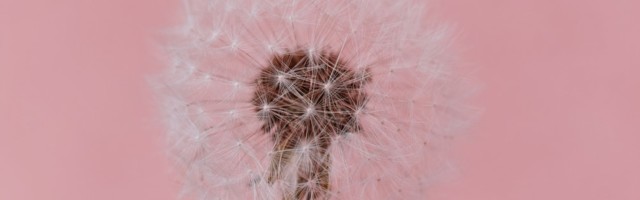 8 Myths of Pre-Seed Venture Investing