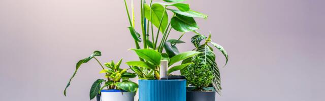 Plant With Willow launches Kickstarter campaign