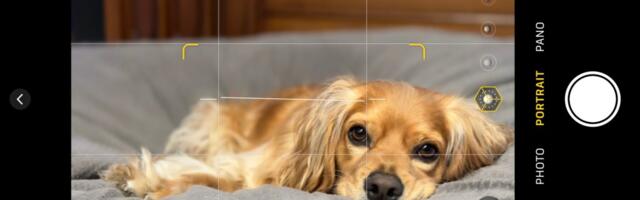 Five tips for taking better photos with your cell phone