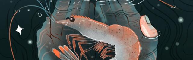 The case for caring about shrimp