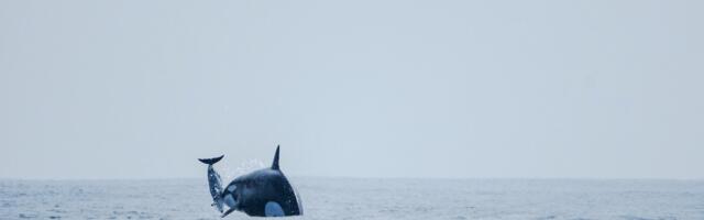 Surprising Footage Shows Mysterious Orca Group Hunting Dolphins