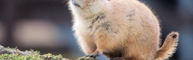 The 24-Hour Gopher Experiment That Brought Life Back to Mount St. Helens