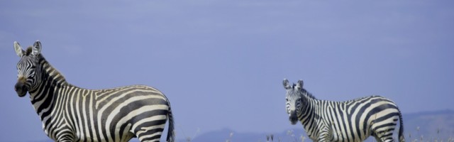 Stop hunting for unicorns, start looking for green zebras