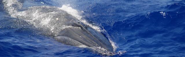 Strange “biotwang” ID’d as Bryde’s whale call