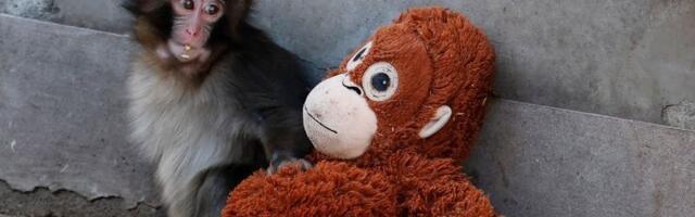 This Ikea plushie is swinging off the shelves because of Punch the sad viral TikTok monkey