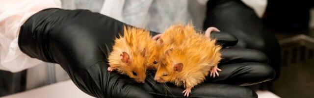 Start-up says its ‘woolly mice’ bring mammoth revival closer