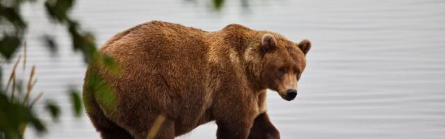 Its Fat Bear Week! How to watch the livestreams and vote for your favorite chonks.