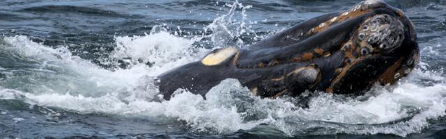 Bowhead whales can live more than 200 years and their cells appear to repair DNA damage so efficiently that researchers studying them have found tumors that simply stop growing partway through, leaving the animal to swim the Arctic for another century unaffected