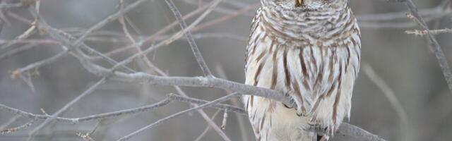 Controversial Plan to Kill 500,000 Barred Owls in U.S. Clears Major Hurdle