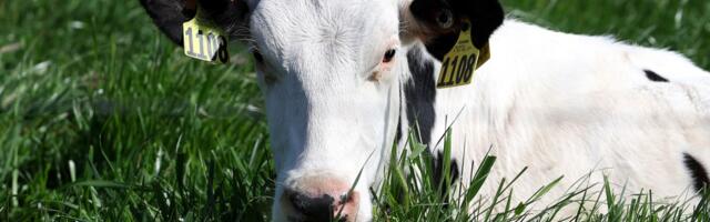 Raw milk nearly killed her son. Now avian flu is bringing more attention to its risk