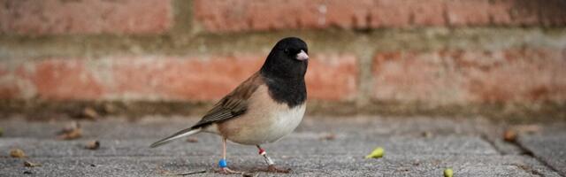 The Songbird’s Beak Did a Full ‘Pinocchio’ During and After Covid