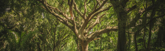 Why accounting for nature is a priority for Ireland