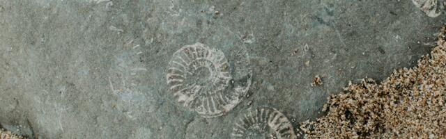 66-million-year-old vomit fossil found in Denmark