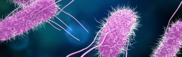 Scientists Are Testing a Vaccine for Food Poisoning. It Can’t Come Soon Enough