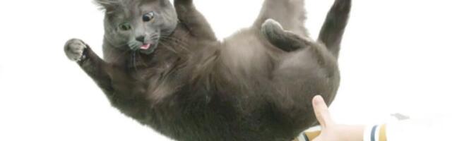 Flexible feline spines shed light on "falling cat" problem