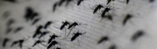 Математическая модель полета комаров