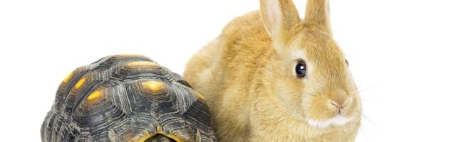 Slow innovation is better than fast with big companies like BT