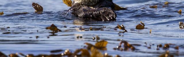 Federal otter tour comes to East Bay to “smash myths” and seek repopulation sites