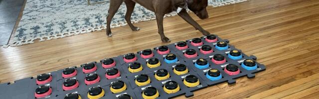 The tech teaching dogs to talk