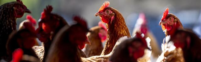 Is it time to worry about bird flu?