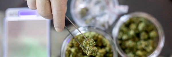 Meadow launches a powerful mobile marketing tool for cannabis dispensaries