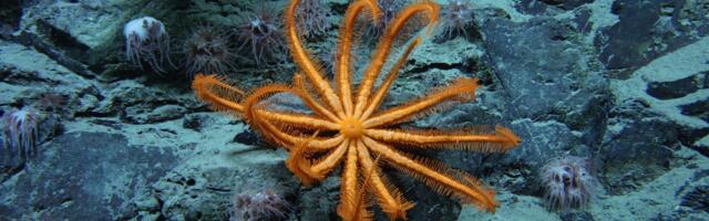 Humans Have Never Seen 99.999% of the Seafloor, Study Finds, as Trump Greenlights Deep-Sea Mining