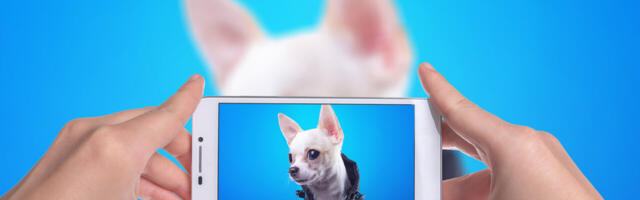 Love sharing videos of smol doggos and angy kittehs? You’re part of the ‘cute economy’