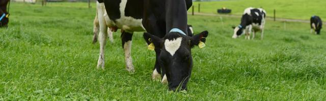 Scientists Use Novel Dairy Drones to Help Improve Cows Grazing