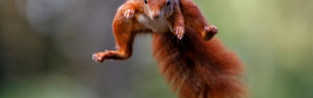 Vicious California Squirrel Sends at Least 2 People to the ER