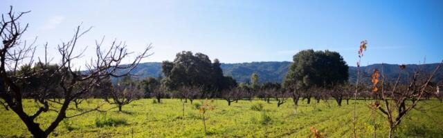 Saratoga clears path for commercial operation to restart at heritage orchard