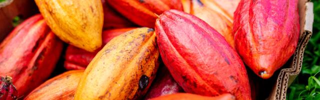 Agri-Tech Firm Dimitra Partners With MANTRA to Bring Cacao, Carbon Credits onto the Blockchain