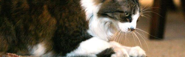 Stop Your Cat From Scratching Furniture With These Science-Backed Strategies