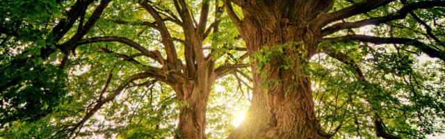 €29.5 million for Irish Community Climate Projects