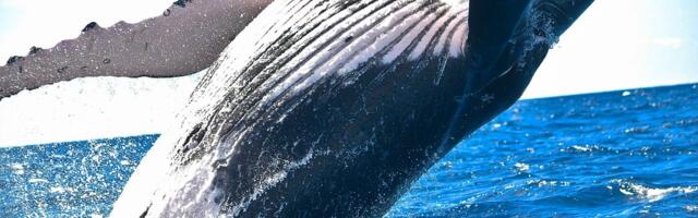 Dormant Ether Whale Moves $13M in ETH to Kraken