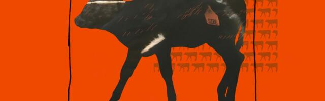 The giant loophole that lets Big Dairy keep baby cows in solitary confinement