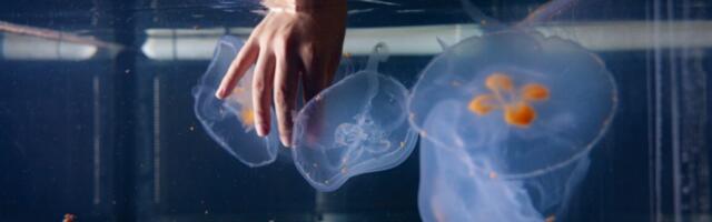 Scientists are building cyborg jellyfish to explore ocean depths