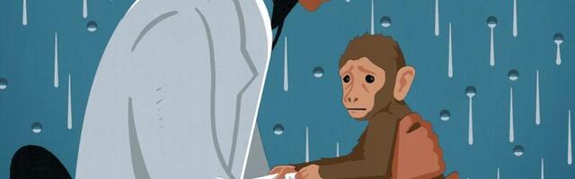 The harrowing lives of animal researchers