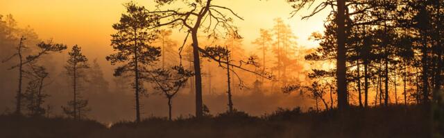Single.Earth launches nature-backed currency MERIT