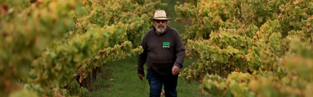 Phil Coturri, father of organic winegrowing in the US steps down after 60 harvests in Sonoma Phil Coturri, father of organic winegrowing in the US steps down after 60 harvests in Sonoma