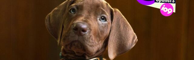 Here’s Your First Look at the Real Dog Playing Netflix’s Live-Action Scooby-Doo
