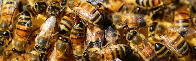 Europe boasts a “swarm” of global-scale AI firms, says VC