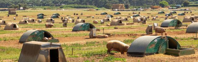 This British farm is running AI on pig muck — and it could lead to a major windfall for farmers energy income, earning ten times more than the grid