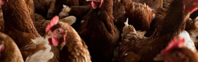 Why aren’t we vaccinating birds against bird flu?