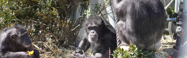 Peeing Can Be Contagious for Both People and Chimps