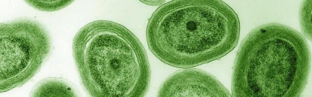 Ancient Bacteria Were Breathing Long Before Oxygen Became Abundant