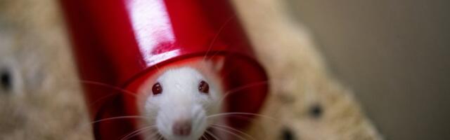 The massive stakes of the Trump administration’s plans to end animal testing