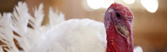 A defense of Thanksgiving turkey