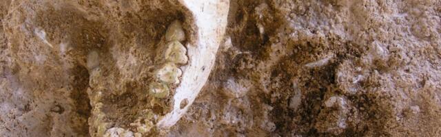 773,000-Year-Old Fossils Add a New Twist to Humanity’s Deep Origins